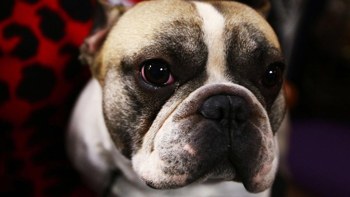 A French bulldog appears at the 2009 Westminster Dog Show. The same breed of dog died on a United Airlines flight Monday.