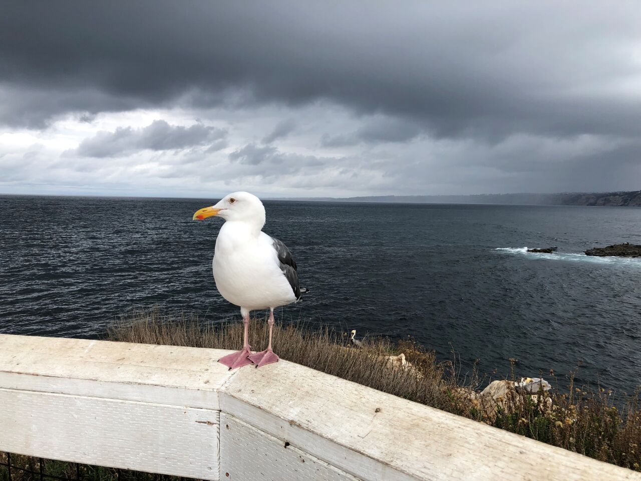 A seagull keeps an eye on a threatening sky near the Children’s Pool.