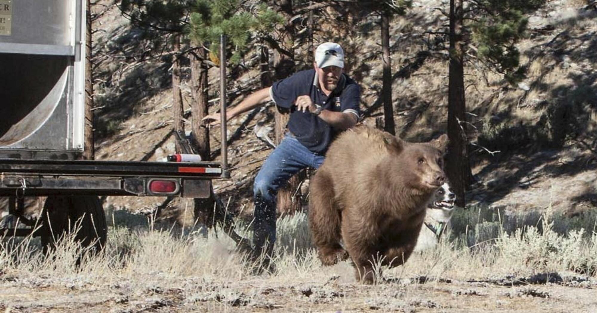 Wildlife biologist Carl Lackey, with the aid of a dog, chases off a California black bear