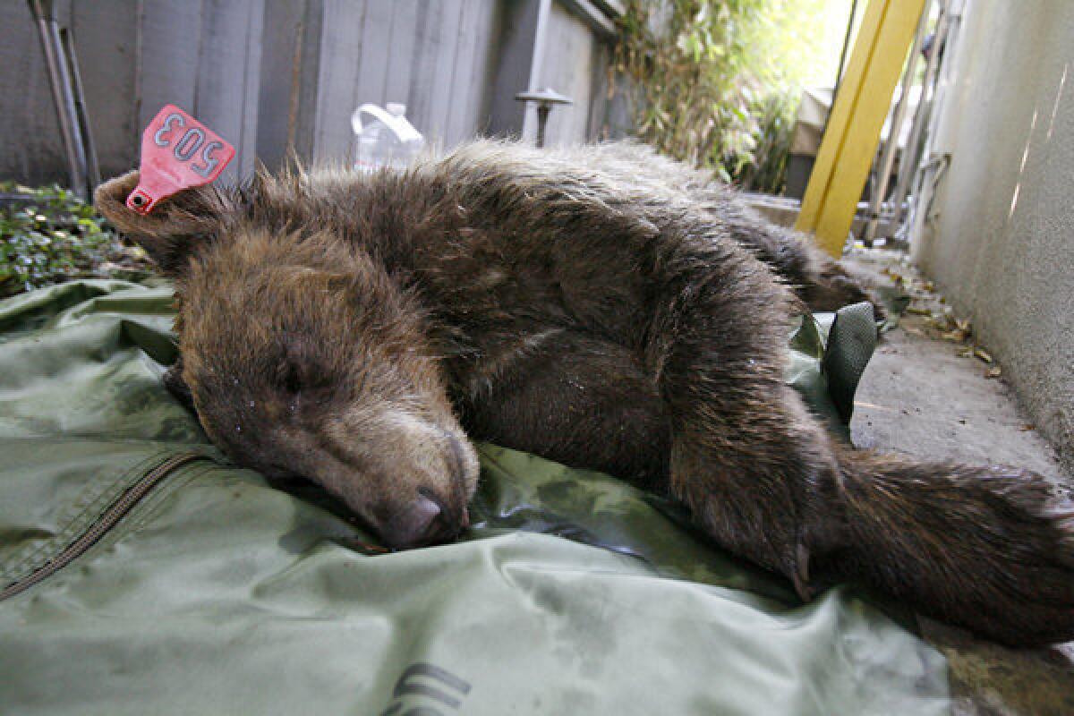 A traquilized 1-year-old female bear rests after it took a dip in a swimming pool in La Canada Flintridge. (Tim Berger / Glendale News Press)