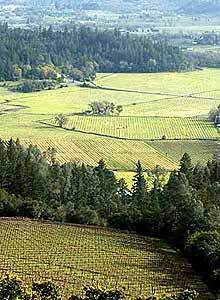 Scenic view of Napa Valley vineyards