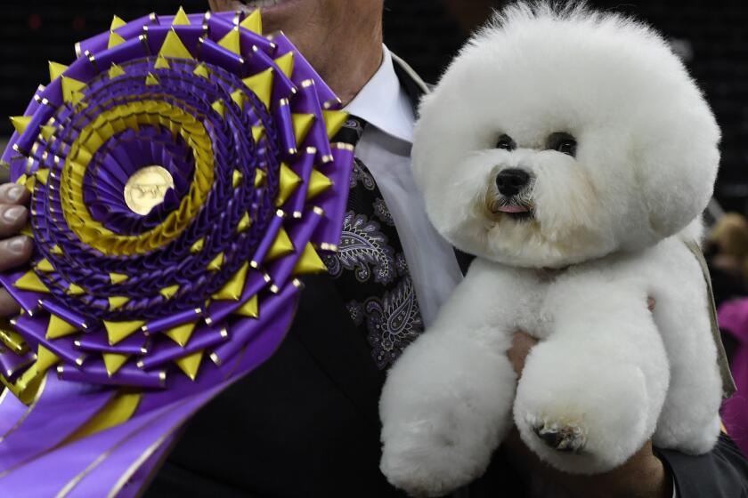 Flynn the bichon frise, with handler Bill McFadden, poses after winning Best in Show at the Westminster Kennel Club 142nd Annual Dog Show on Feb. 13, 2018, at Madison Square Garden in New York.