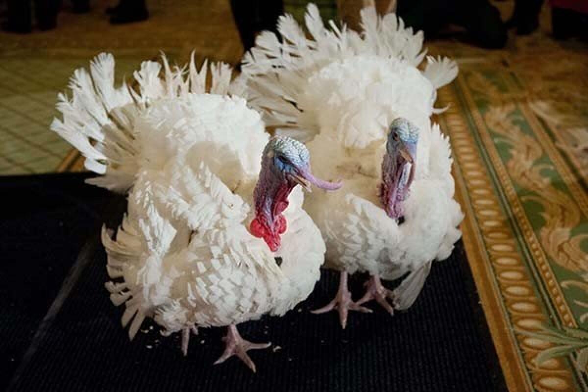 Two turkeys, one named Caramel and the other Popcorn, are presented to the press in Washington, D.C., on Tuesday. On Wednesday, President Obama will announce the National Thanksgiving Turkey. Both turkeys will be pardoned, but only the American people will decide which bird takes the title via online voting.