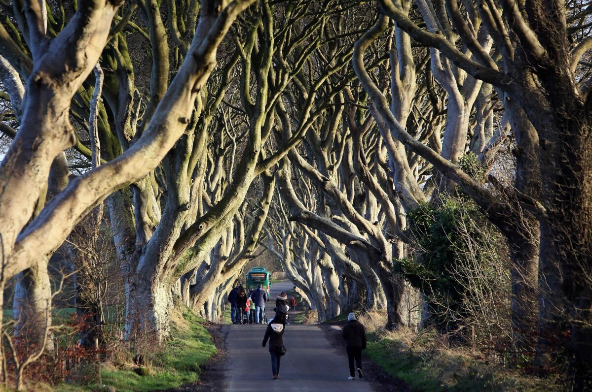 People walk along the Dark Hedges tree tunnel, which was featured in the TV series Game of Thrones, near Ballymoney in County Antrim, Northern Ireland, on January 29, 2016. (Paul Faith / AFP / Getty Images)
