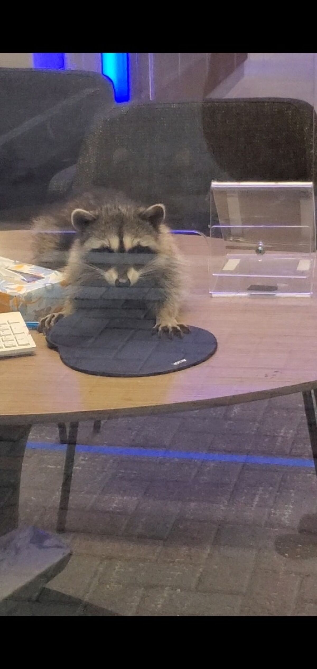 Two raccoons broke into a Redwood City Chase Bank, stealing almond cookies as their bounty.
