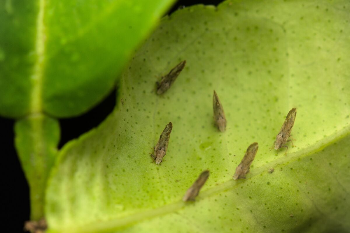 Citrus psyliid adults at the backside of the citrus leaf plant.