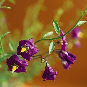 Solanum parishii "Purple Haze"
