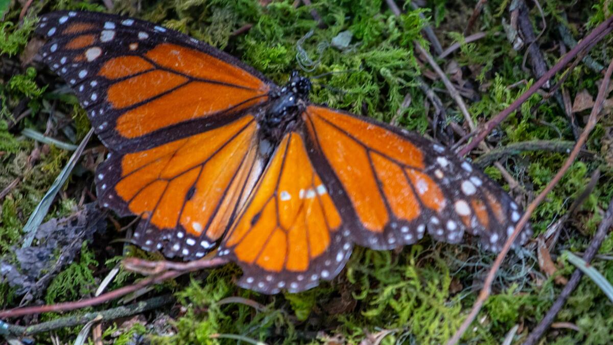 04/19/2023 Monarch Observation Pace Slows
