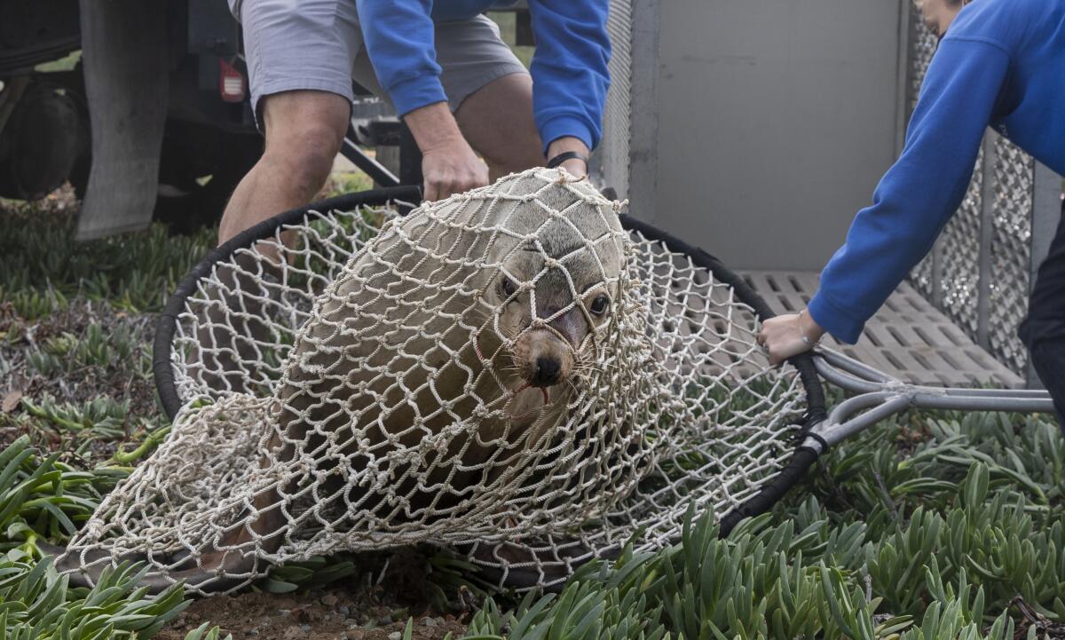 SeaWorld rescue team snags wayward sea lion that wandered near San Diego  highway – KIRO 7 News Seattle