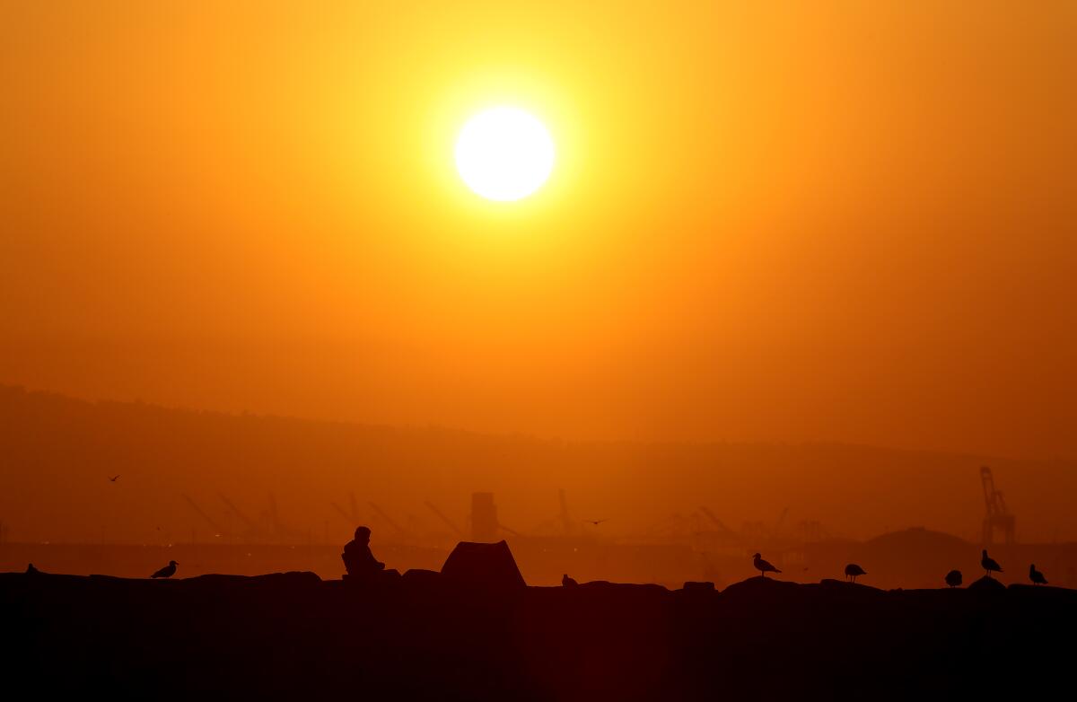 Silhouette of a man and birds in the blazing sun