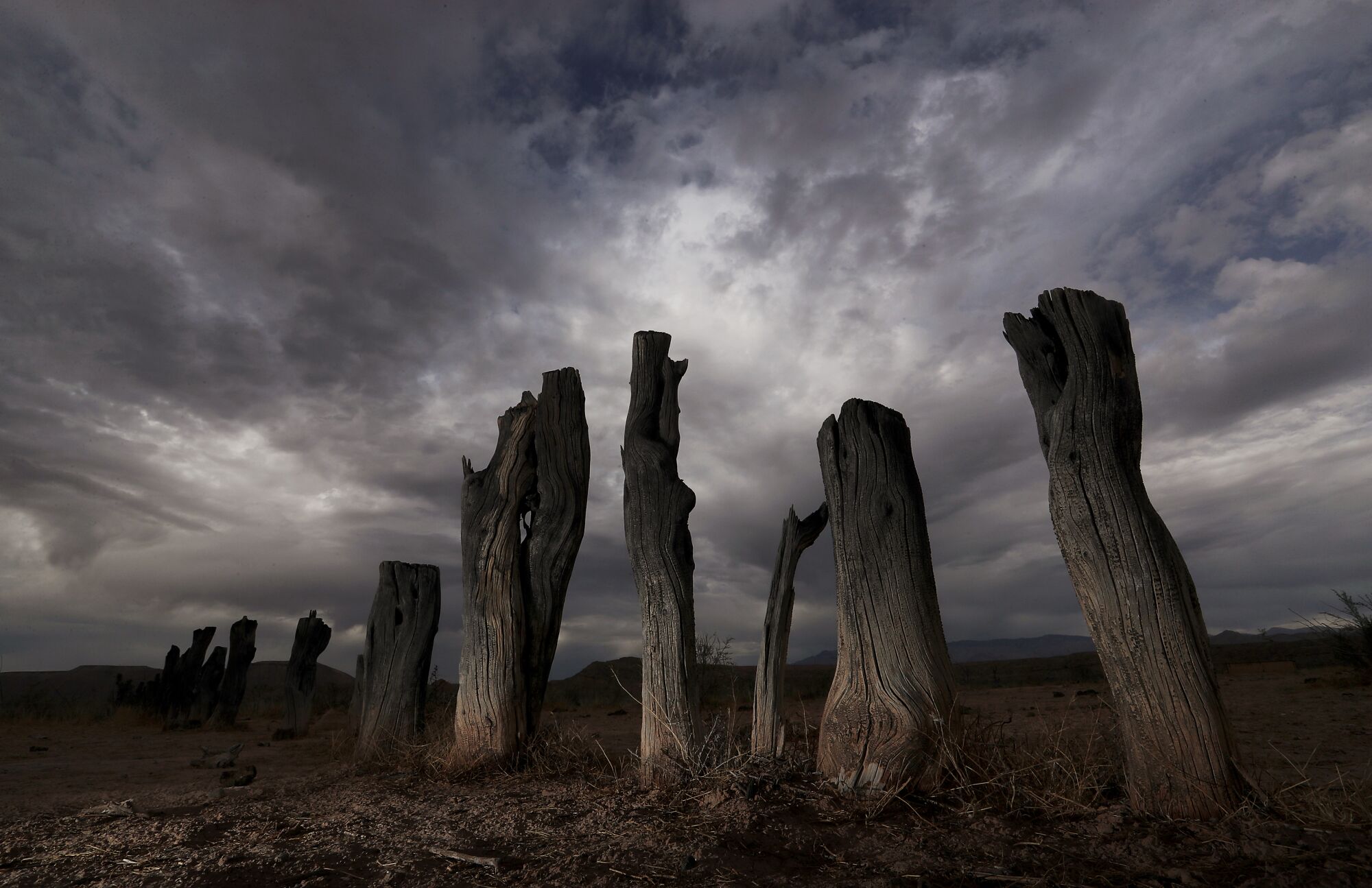 Tree stumps jut out of the ground in the Nevada ghost town of St. Thomas.
