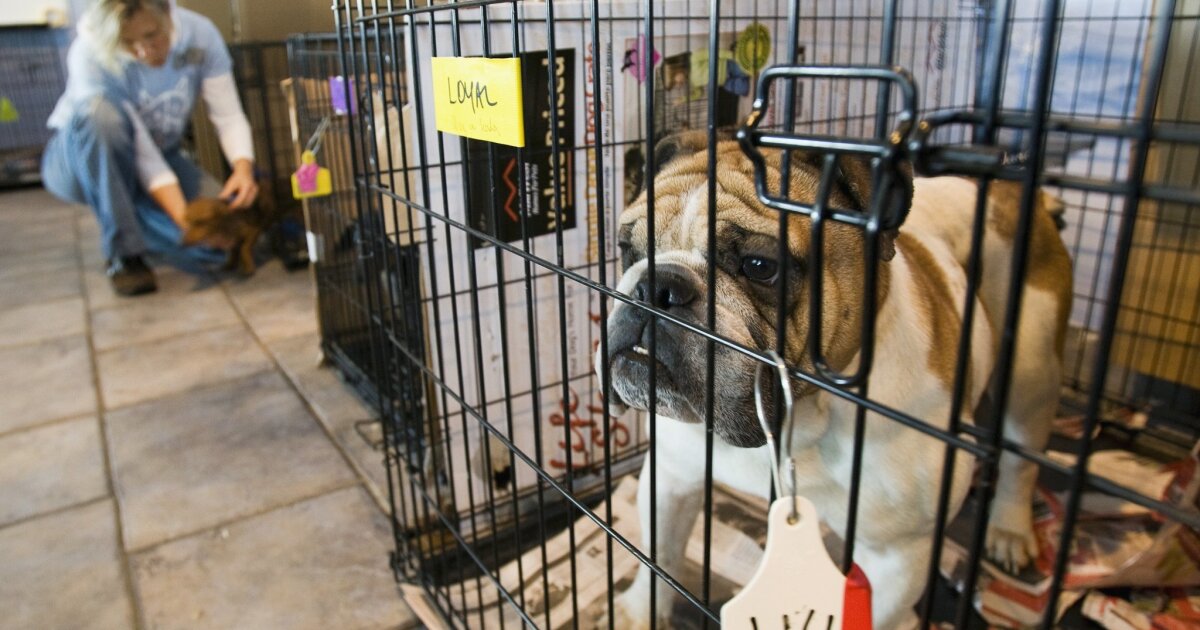Judge stops National City's ban against retail pet sales from taking effect - The San Diego Union-Tribune