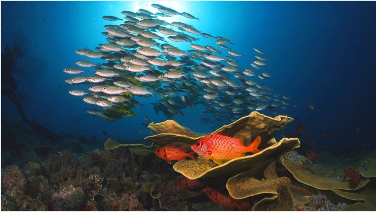 El Comité de Arte de la Biblioteca de La Jolla presentará una recepción para