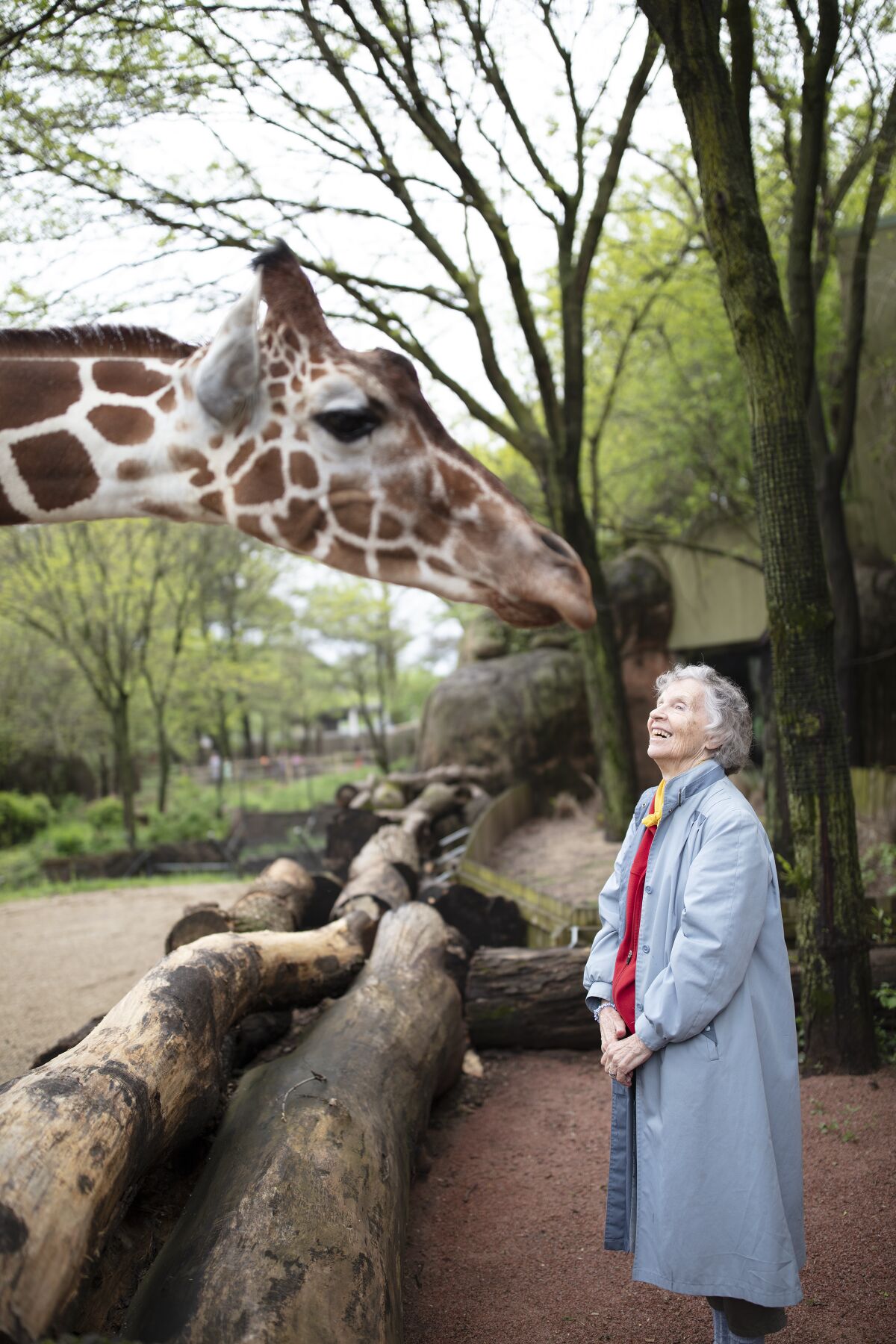 Anne Innis Dagg admires one of the long-necked animals in the documentary “The Woman Who Loves Giraffes.”