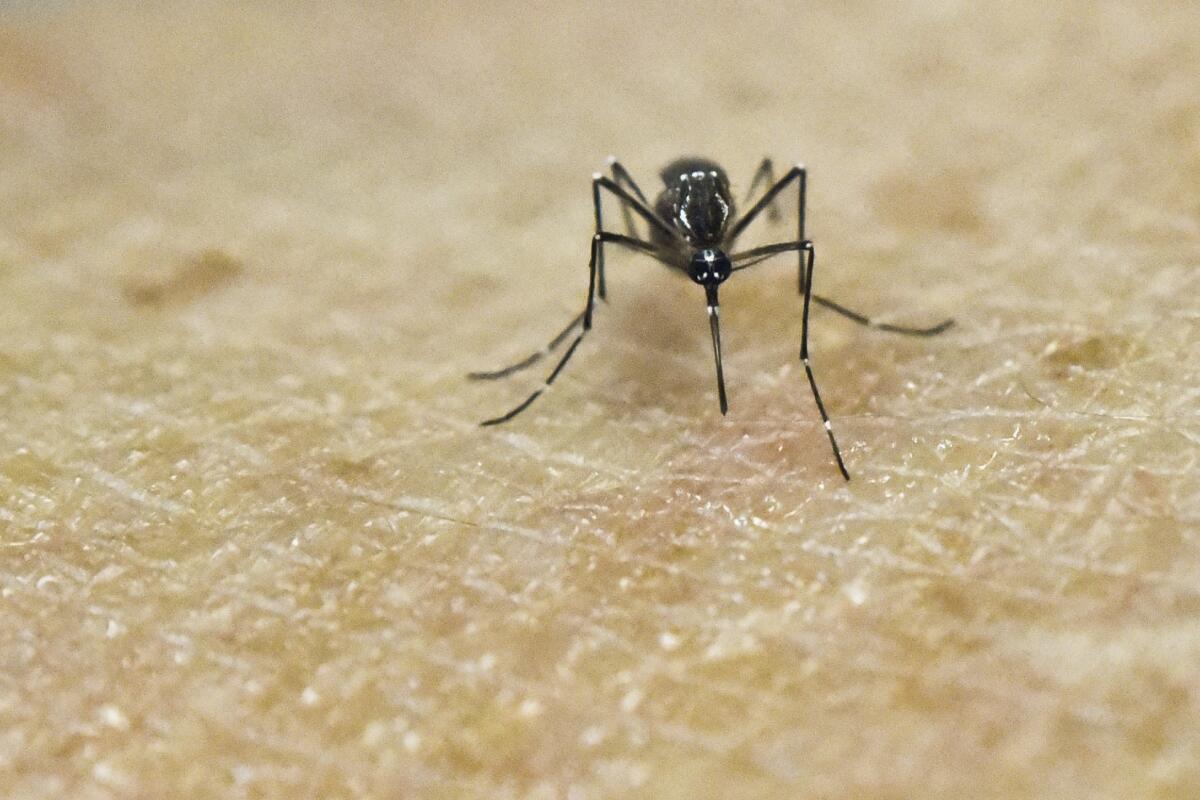 An Aedes Aegypti mosquito is photographed on human skin in a laboratory at the International Training and Medical Research Training Center in Cali, Colombia, on Jan. 25.