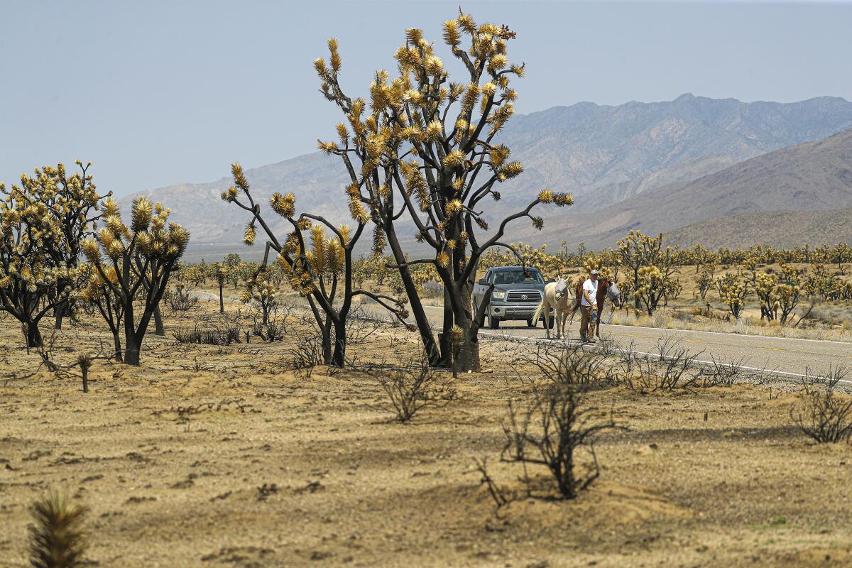 A man walks horses on a desert road between Joshua trees