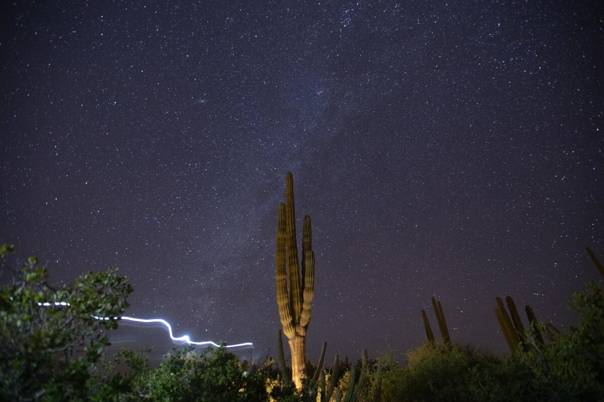 The Milky Way provides a backdrop to a tall cardon cactus on the Baja Peninsula. 