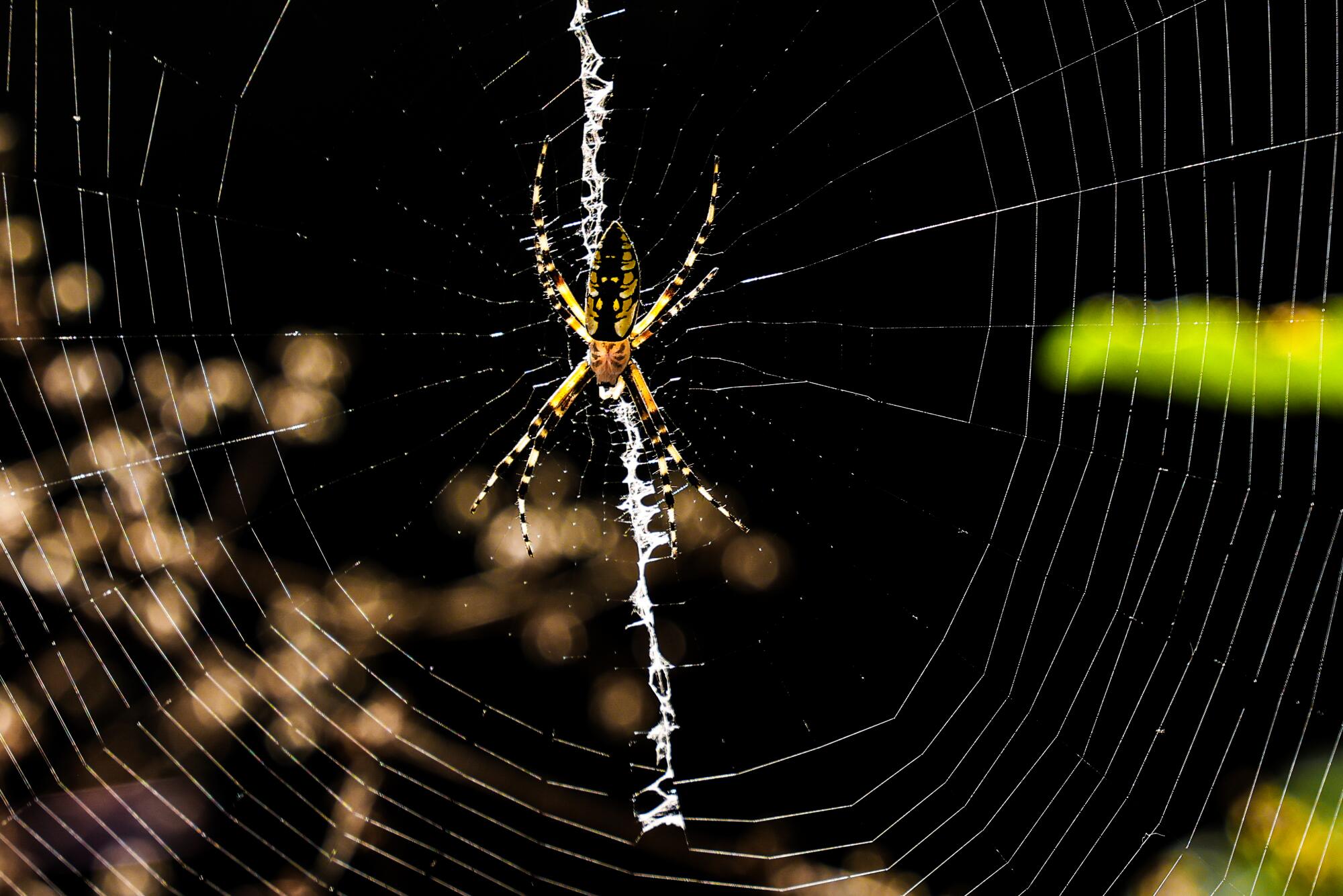 A yellow garden spider in its web in the Arroyo Seco 