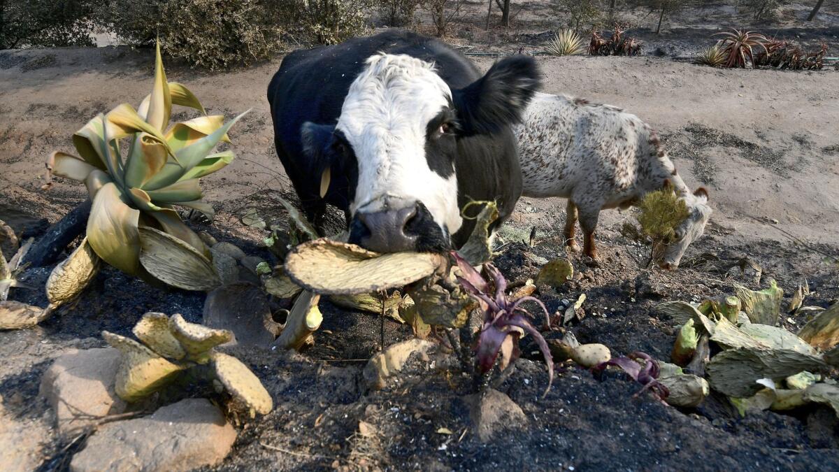 Once the Thomas Fire flames had scorched the needles off the ranch's cactus plants, the cows could enjoy the succulents without pain. Planting cactus, aloe and agave proved fortuitous; the succulents helped retard the flames surrounding painter John Wullbrandt's home.