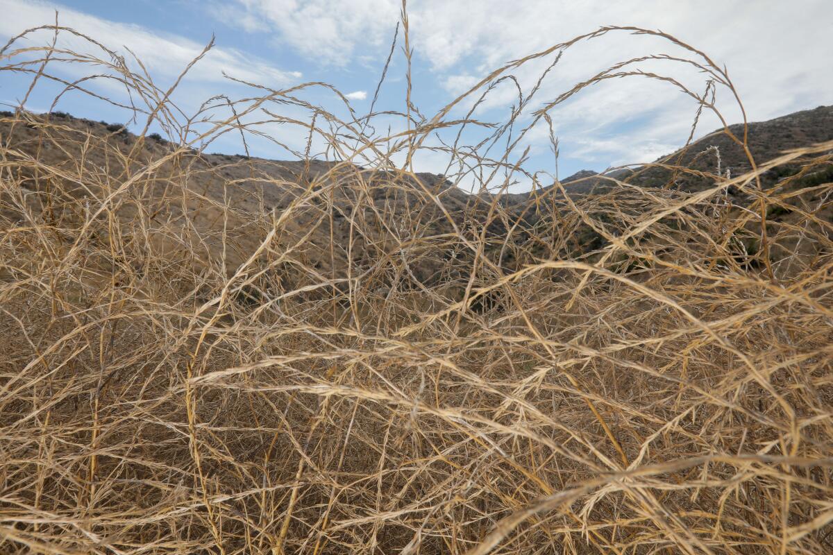 Detail of invasive and highly combustible mustard growing near Highway 78 in the upper San Pasqual Valley.