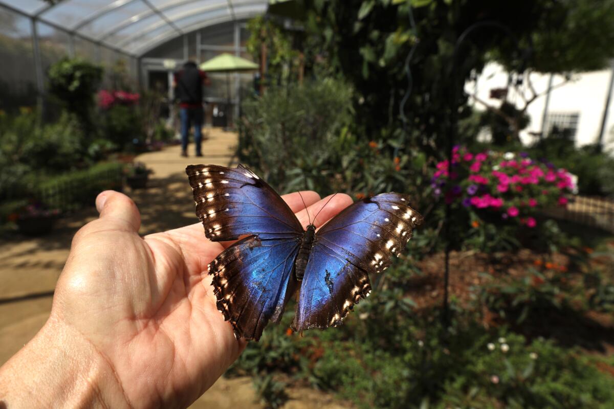 A blue morpho butterfly rests on the hand of a visitor in the Butterfly Pavilion.