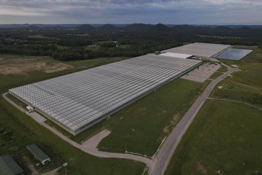 Esta fotografía aérea del miércoles 5 de junio de 2024 muestra un invernadero en Morehead, Kentucky, que solía ser operado por la empresa AppHarvest. (AP Foto/Joshua A. Bickel)