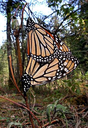 Monarch butterflies