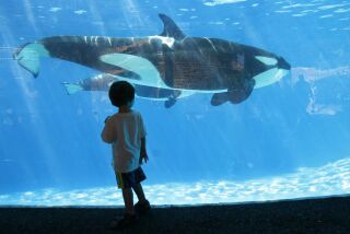 A young boy looks at orca as it swims in a holding tank at SeaWorld San Diego.