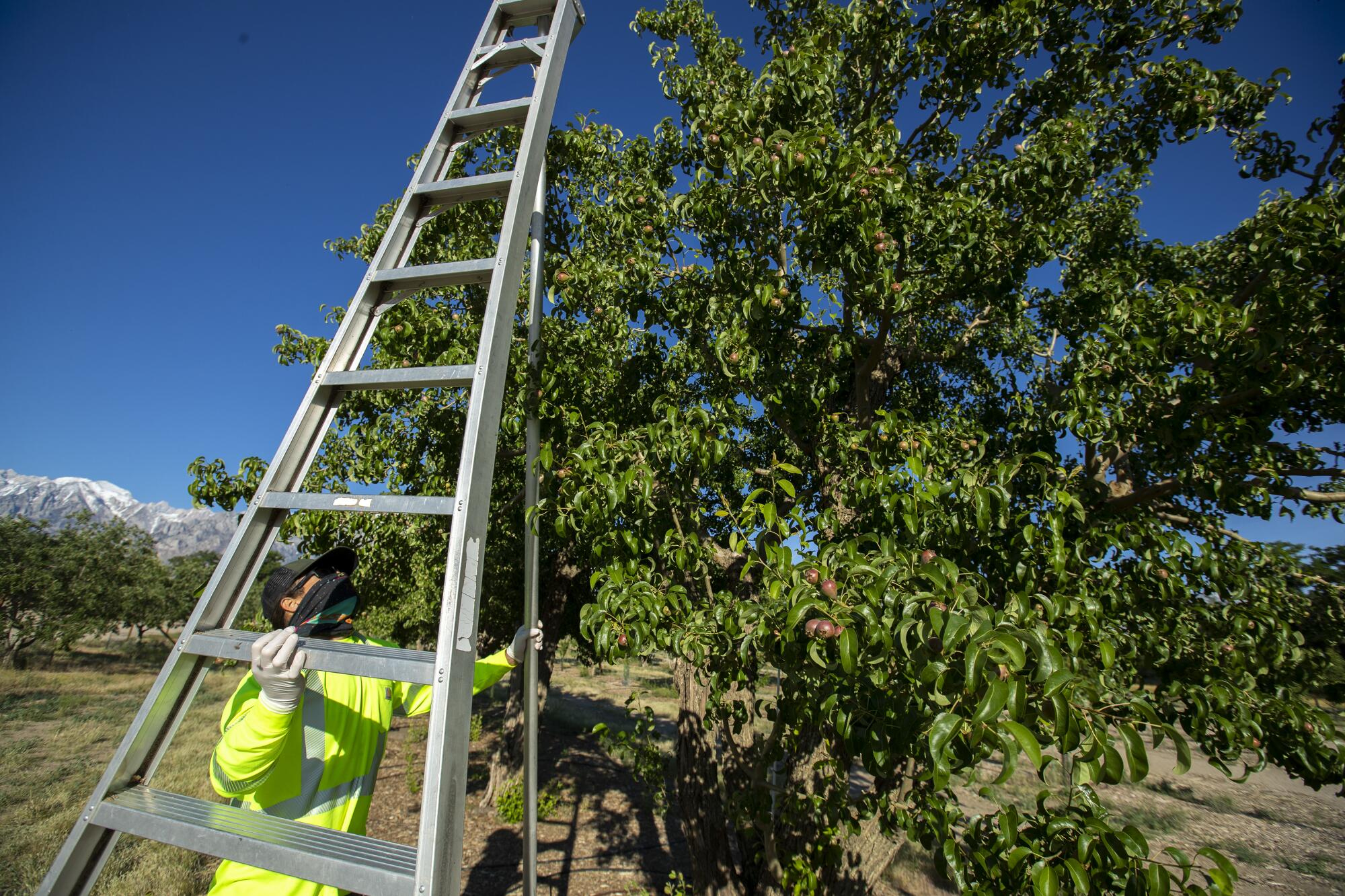 Manzanar National Historic Site arborist Dave Goto sets up a 15-foot ladder to inspect pear trees for fire blight.