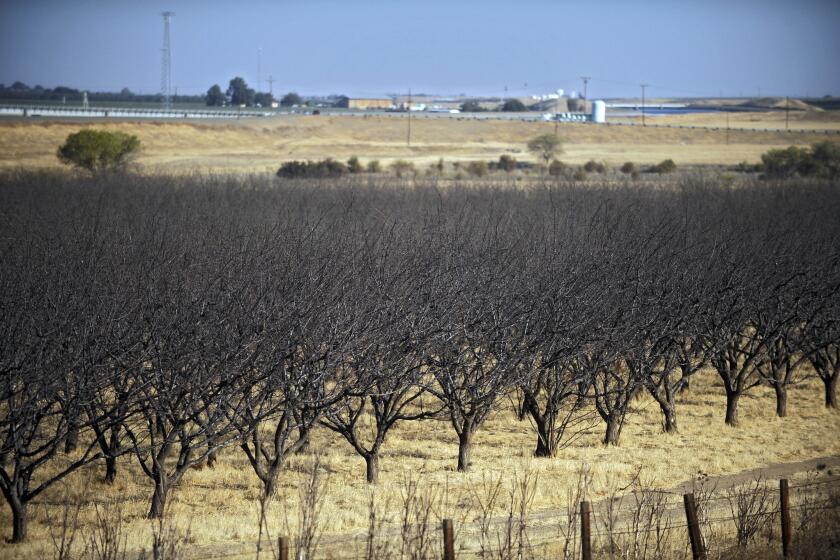 Dead almond trees are seen in California's Westland Water District near Fresno on Oct. 2, 2009.