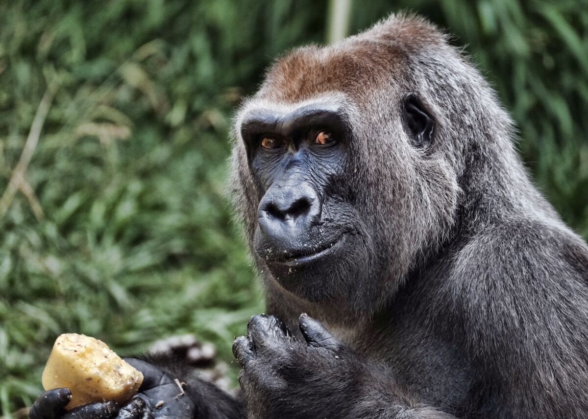 A gorilla at the zoo eats 