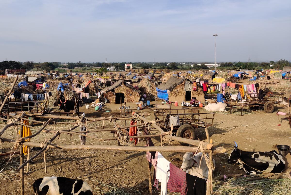 Makeshift huts of sugar-cane cutters in western Maharashtra.