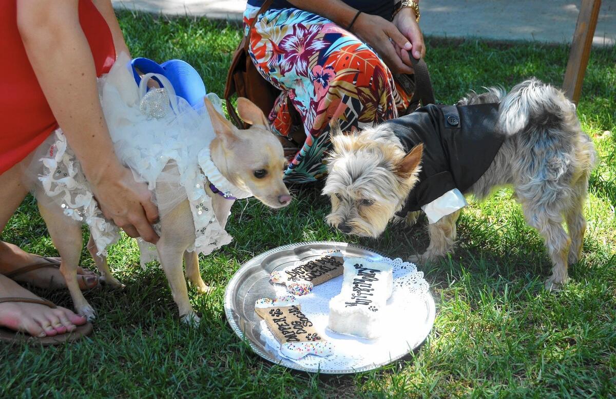 Mila, the bride, and Tazz, the groom, sniff out the wedding cake during tha Dapper Dog Social held at the Historic Heritage House of Orange County in Santa Ana.