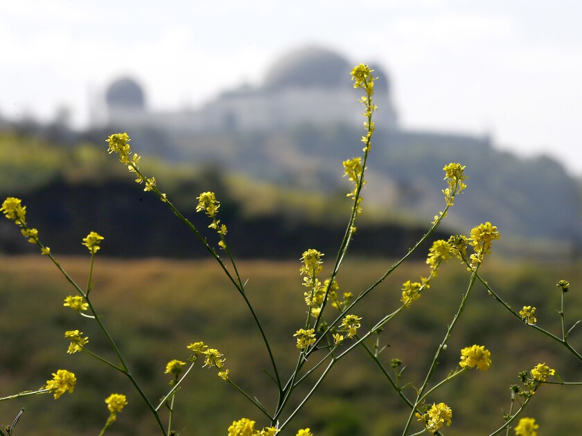 Czarna gorczyca rośnie wzdłuż szlaków turystycznych w Griffith Park.