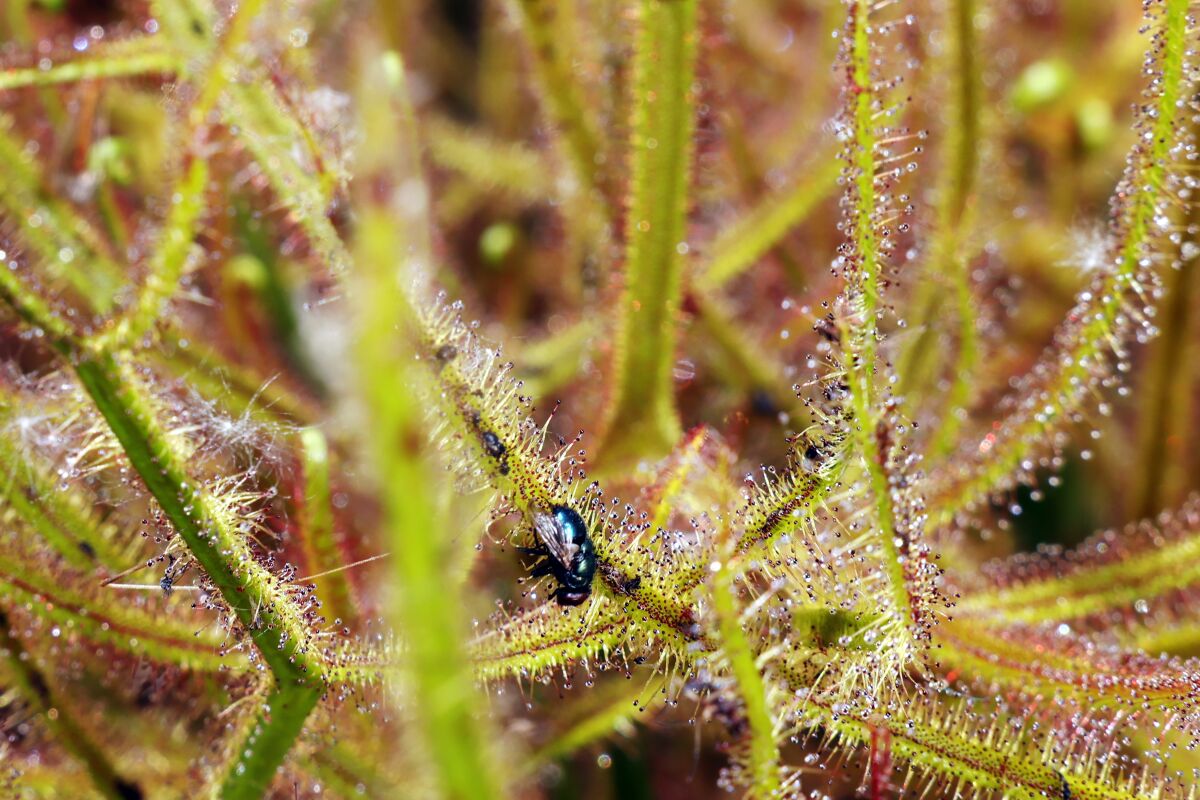 A fly caught in a carnivorous plant.