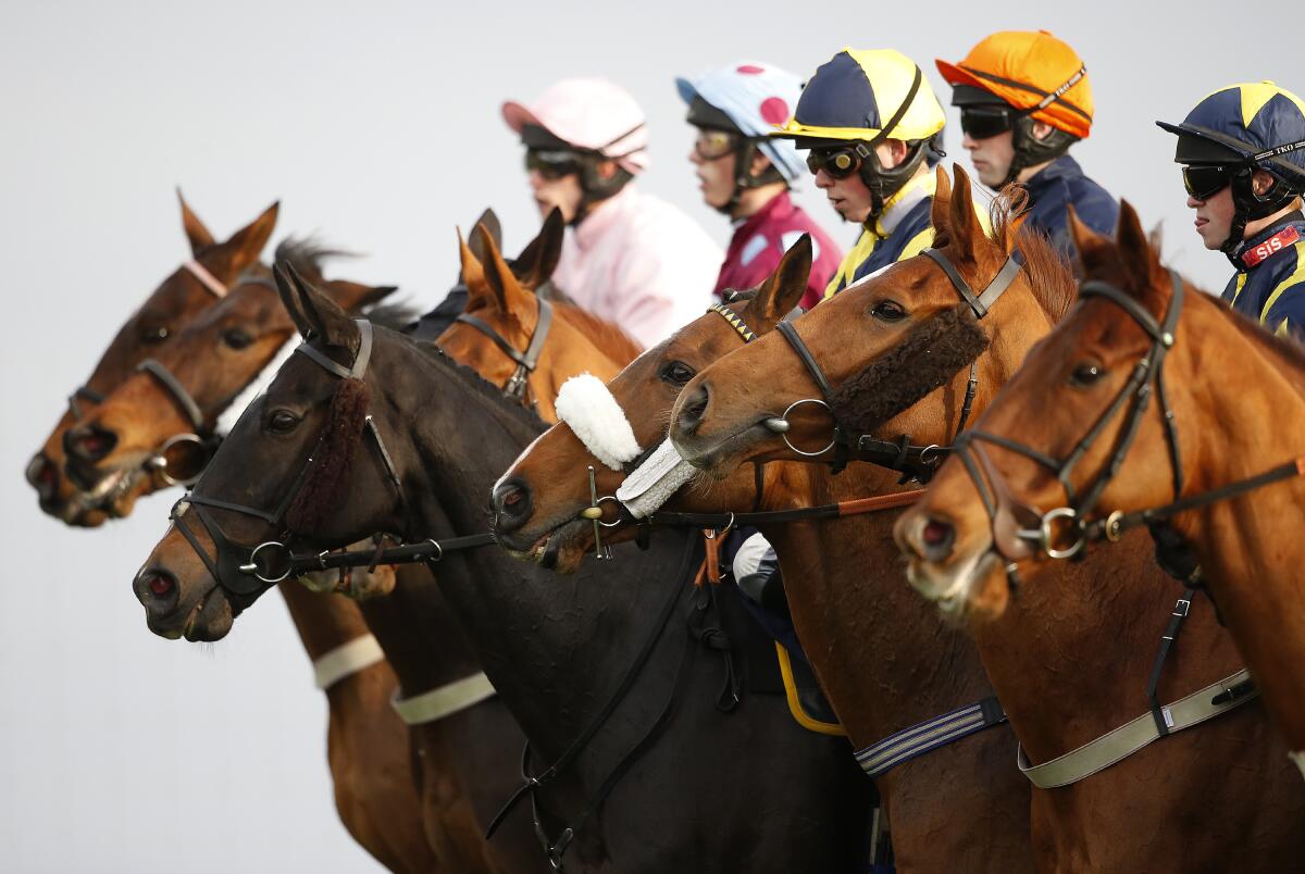 Horses line up for race.