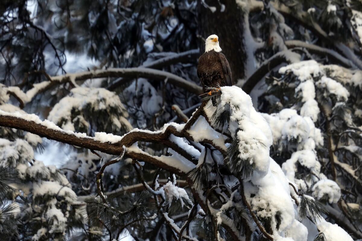 A bald eagle sits on snow-covered branches above the Merced River waiting to catch a fish