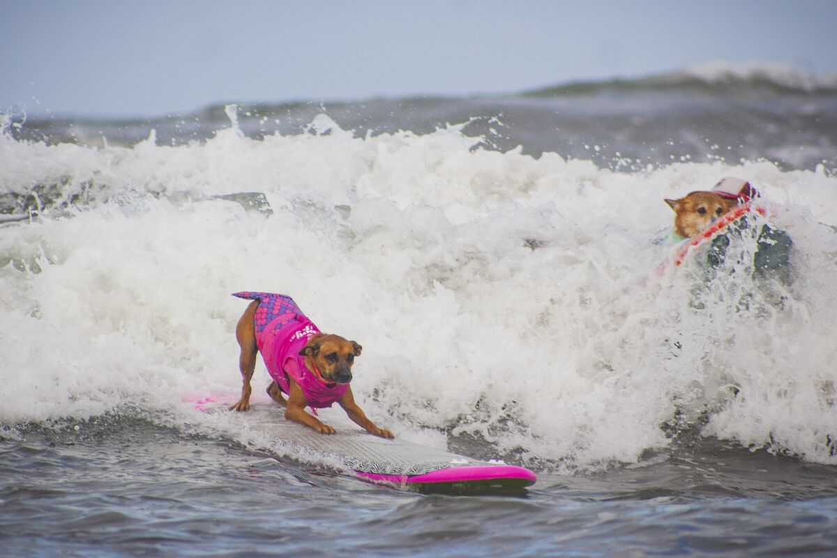 Helen Woodward Animal Center's annual  dog surfing contest