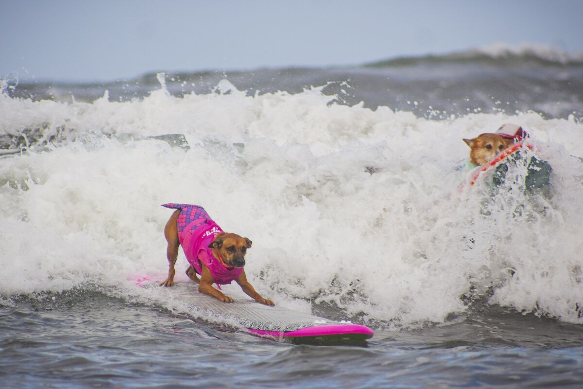 Helen Woodward Animal Center's annual dog surfing contest