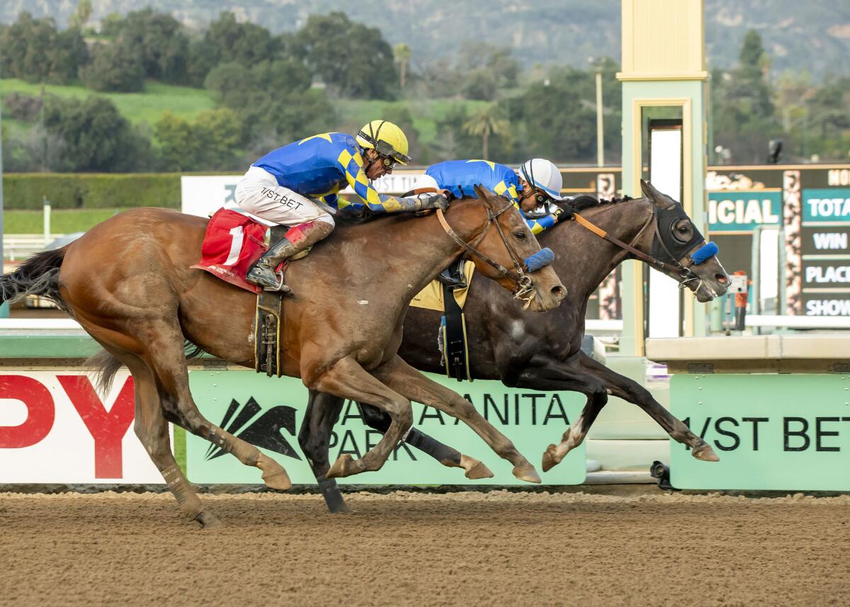 Reincarnate, right, with Juan Hernandez aboard, wins the Grade 3 $100,000 Sham Stakes ahead of Newgate.