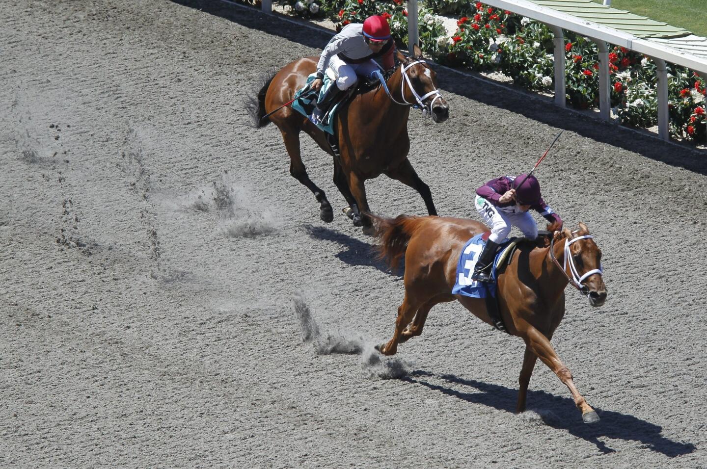 Del Mar Opening Day 2014 scene