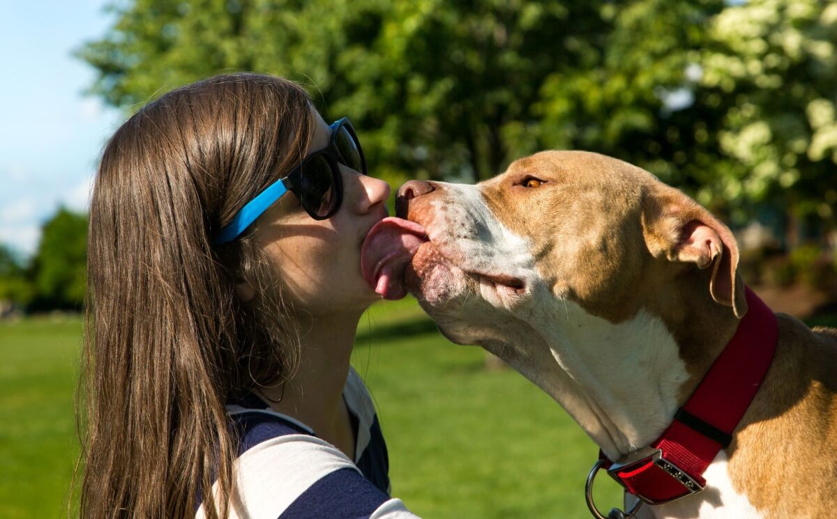 Dogs may carry microbes helpful to the human microbiome. A study from the University of Arizona with UC San Diego participation aims to find out if it's true. — https://www.flickr.com/photos/sheila_sund/