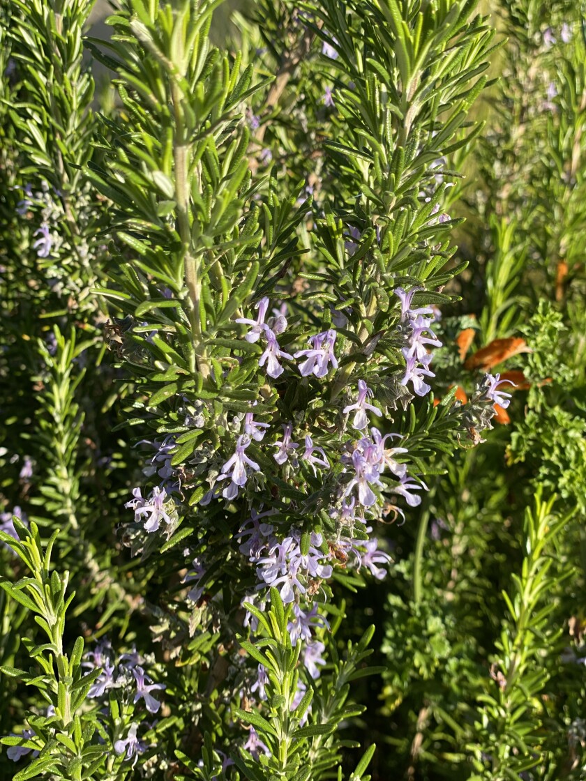 Purple flowers on a rosemary bush.