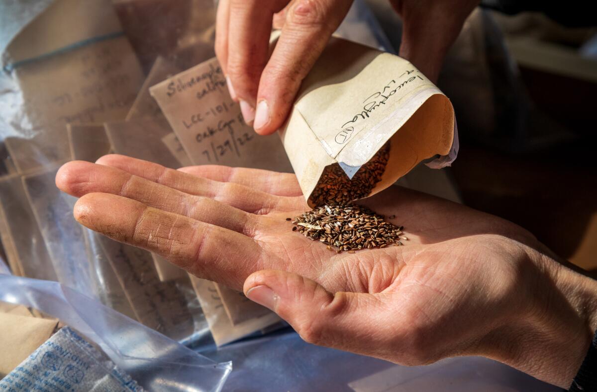 A hand holding a packet of native wildflower seeds 
