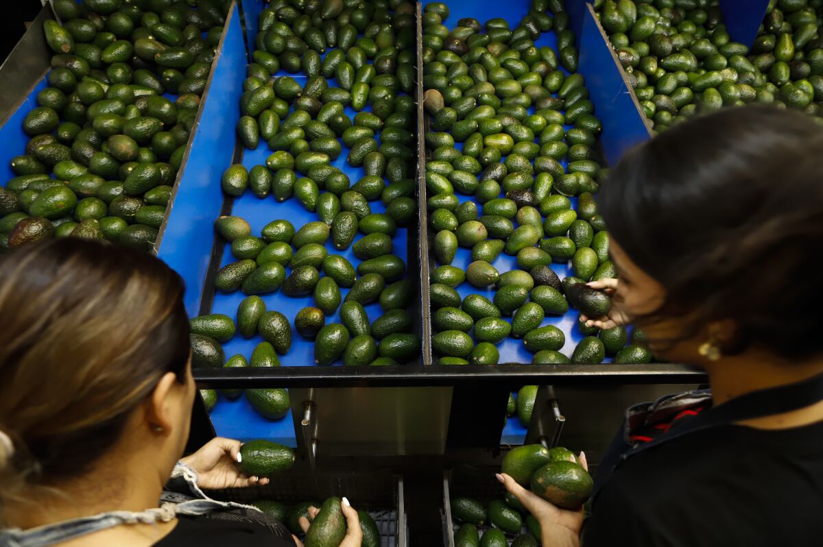 A worker selects avocados at a packing plant in Uruapan, Mexico.