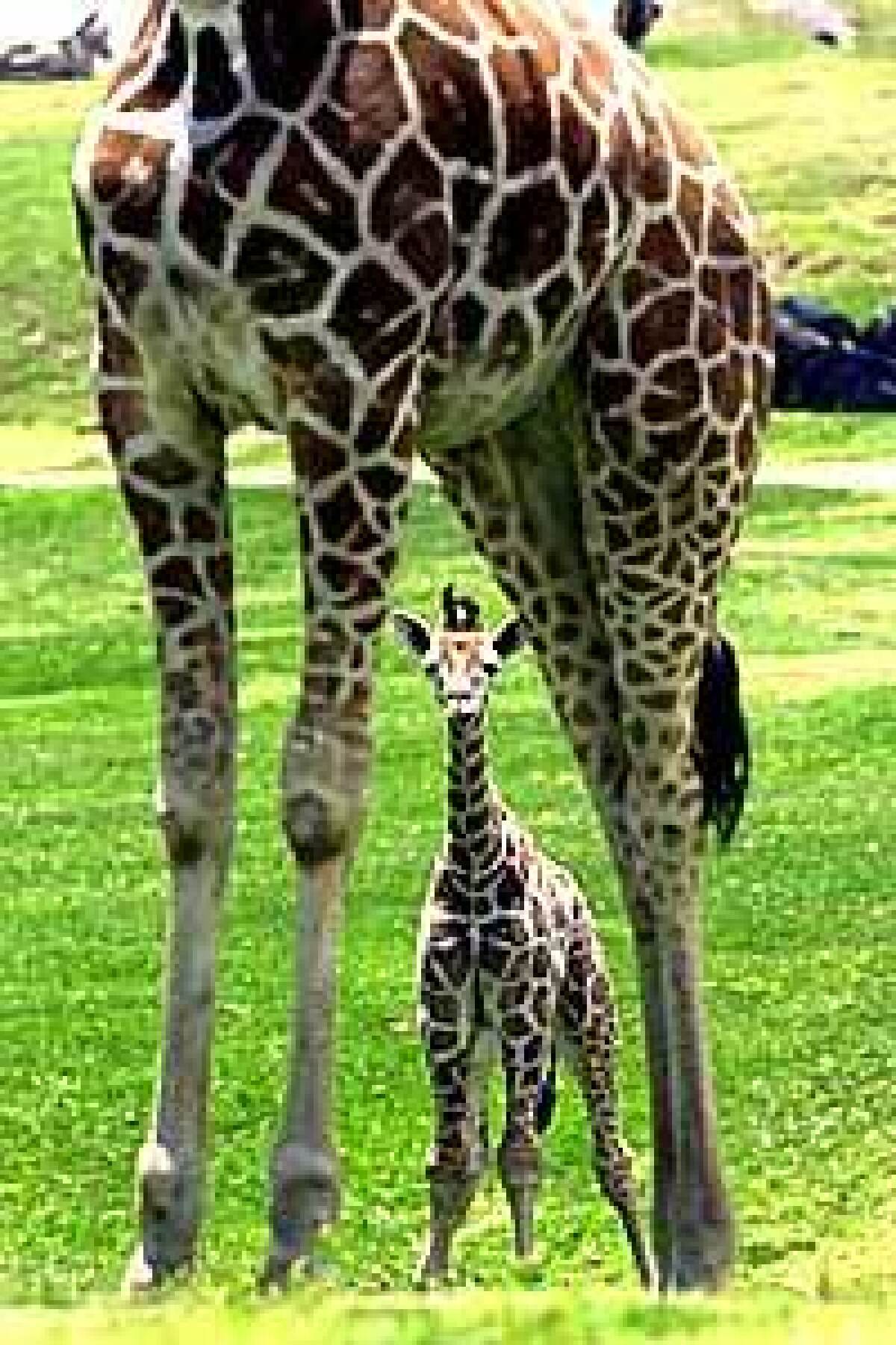 baby giraffes in the wild