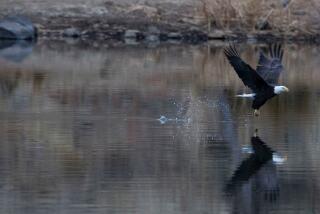 SAN DIEGO, CA. JAN 04, 2018, A bald eagle came up with only a piece of a fish that it was attempting to catch at lake Cuyamaca. A pair of bald eagles has been making lake Cuyamaca part of it's range, fishing and gathering materials for a nearby nest. PHOTO/JOHN GIBBINS, Staff photographer, San Diego Union-Tribune) copyright 2018