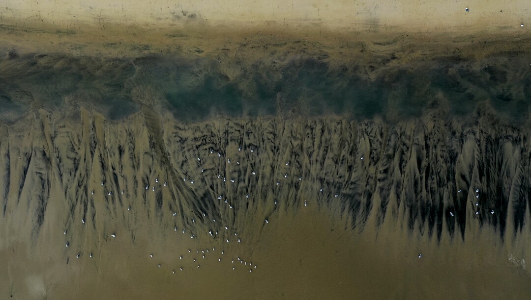 An aerial view of dozens of shorebirds feeding amid the oil spill at Huntington State Beach.