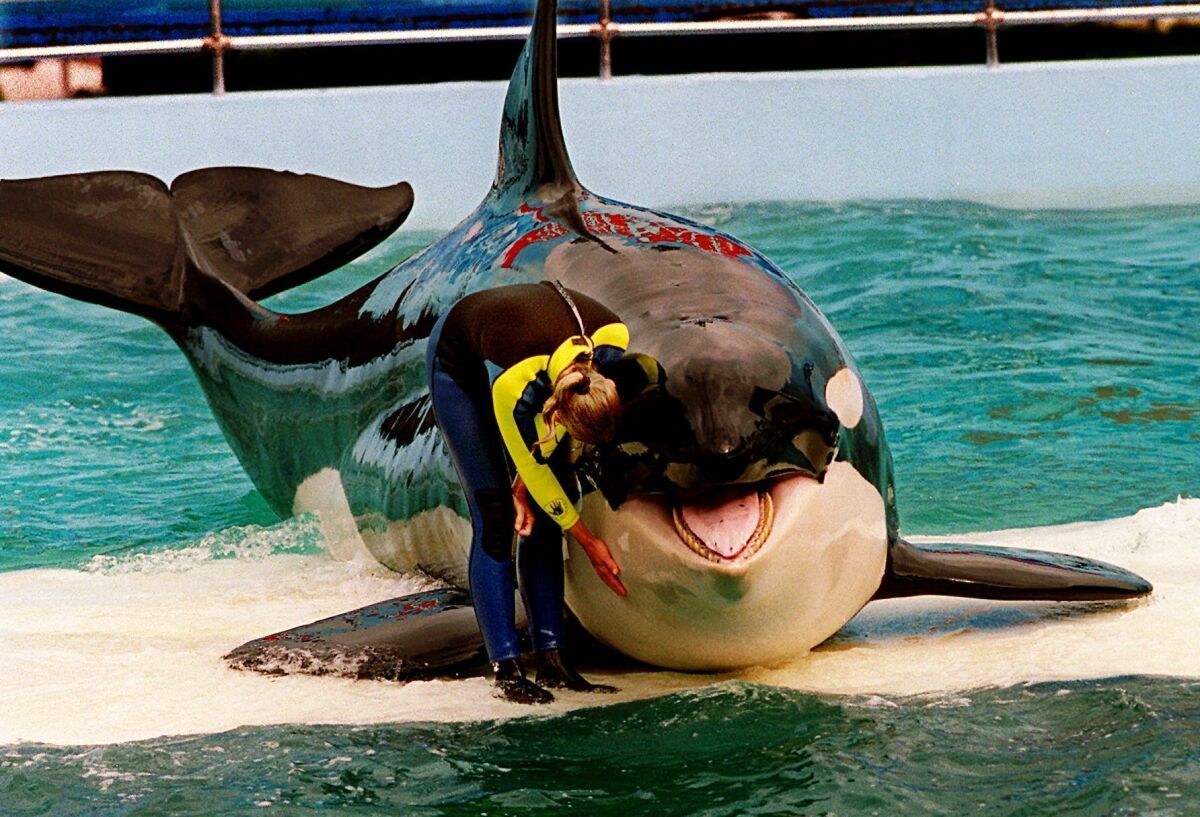 An orca sits on a platform in a tank with her trainer