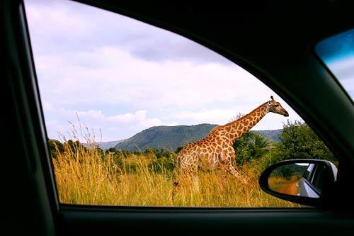 A giraffe grazes at breakfast time.